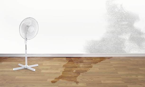Best Ceiling water damage repair  in Seymour, IN