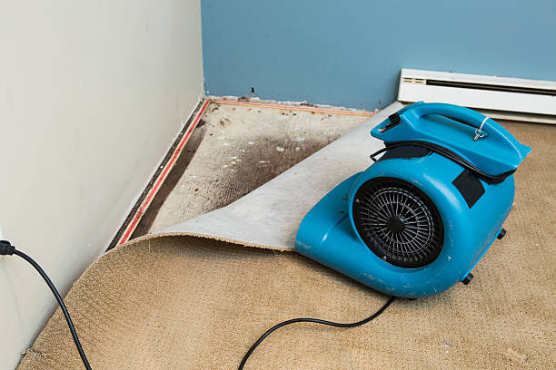 Best Flood restoration services  in Seymour, IN